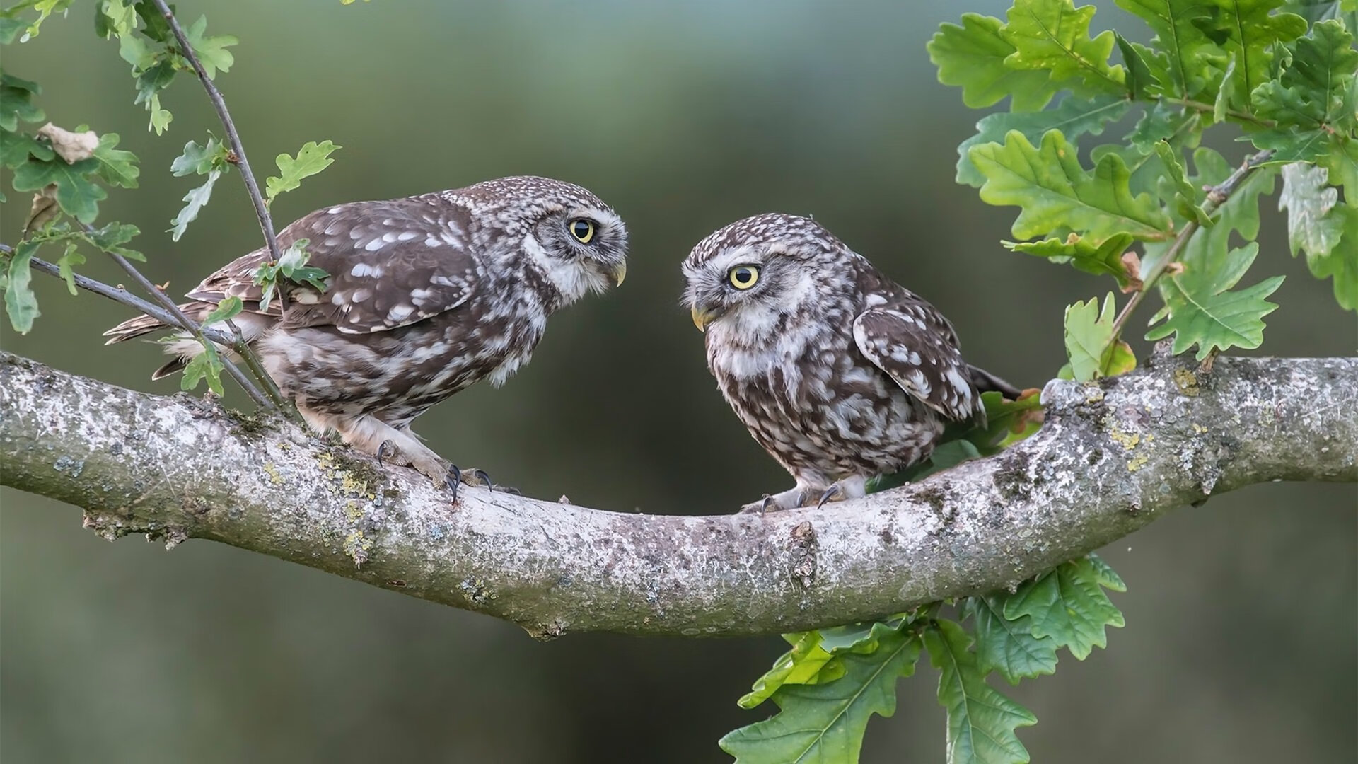 佩德里一锤定音，西班牙战术棋局中的唯一解法