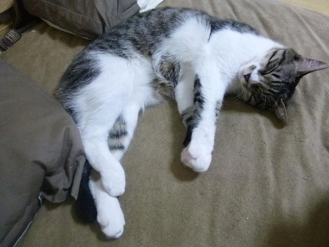 莱奥的锋刃与奥地利的铁壁，足球战术维度下的杀伤与压制哲学